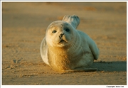 Common Seal 1